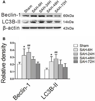 Apolipoprotein E-Mimetic Peptide COG1410 Promotes Autophagy by Phosphorylating GSK-3β in Early Brain Injury Following Experimental Subarachnoid Hemorrhage